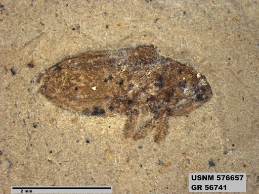 Insecta
