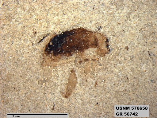 Insecta