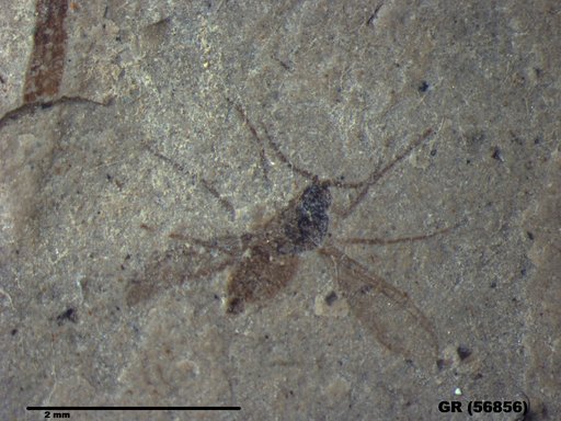 Insecta