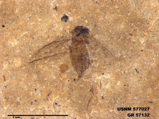 Insecta