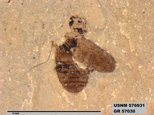 Insecta