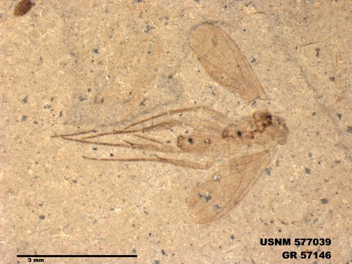 Genus sp
