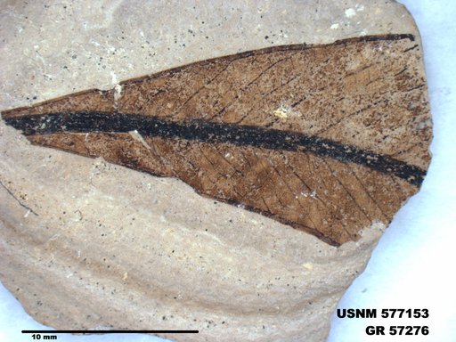 Insecta