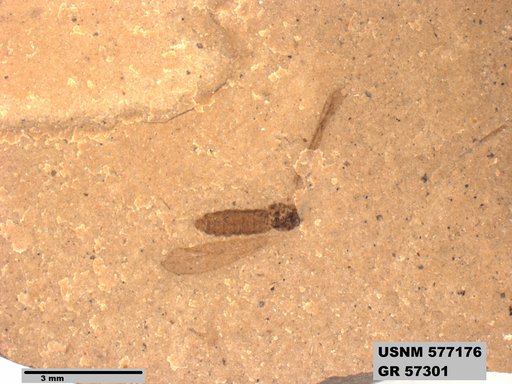 Insecta