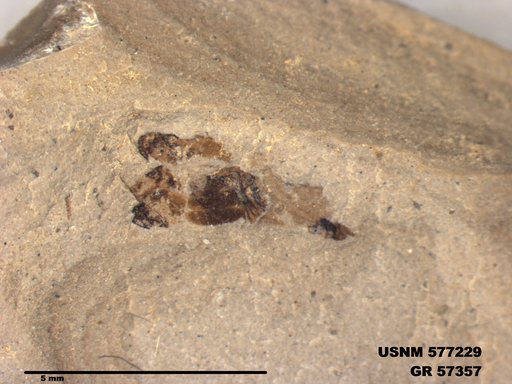 Insecta