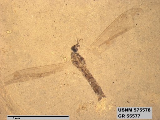 Genus sp