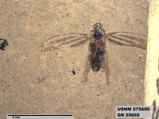 Genus sp