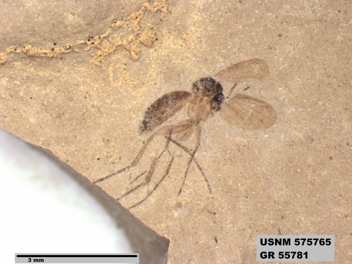 Insecta
