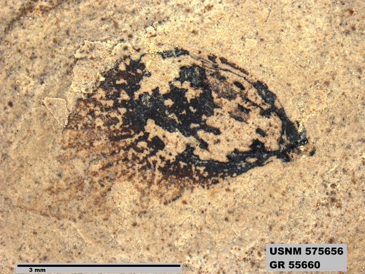 Insecta
