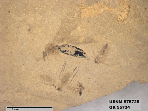 Genus sp
