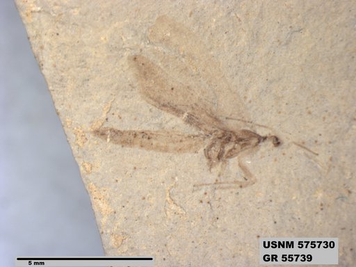 Insecta