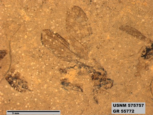 Insecta
