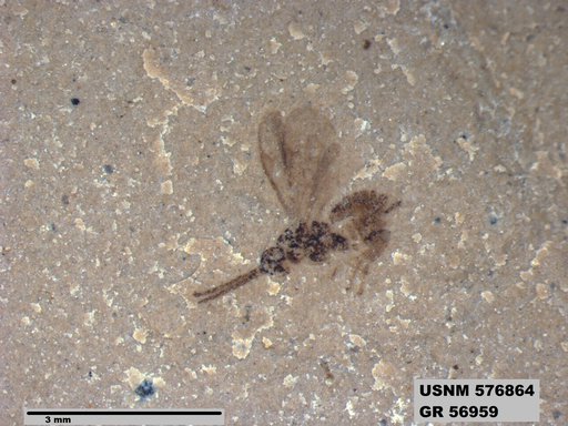Insecta