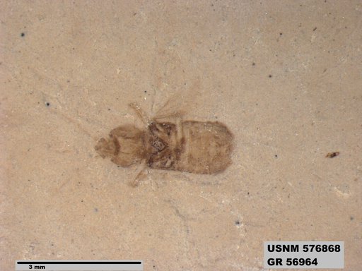 Genus sp