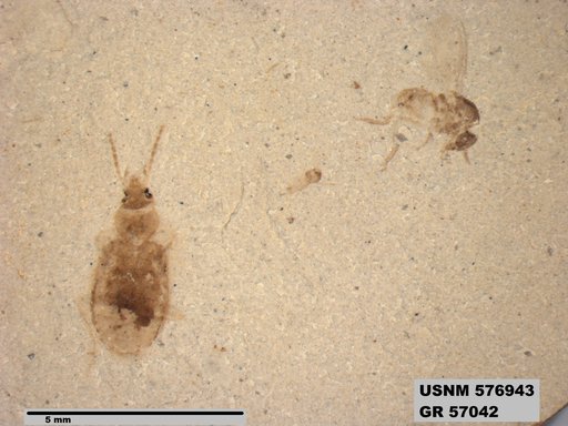 Insecta