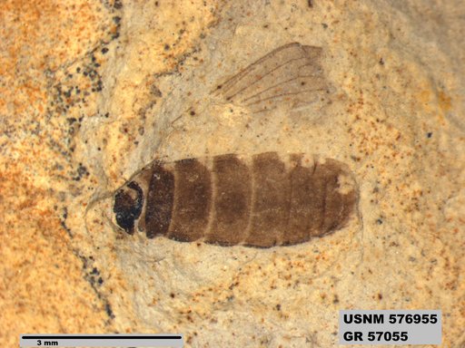 Insecta