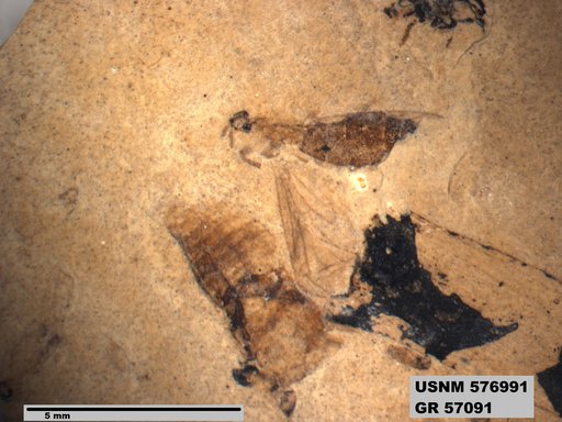 Insecta