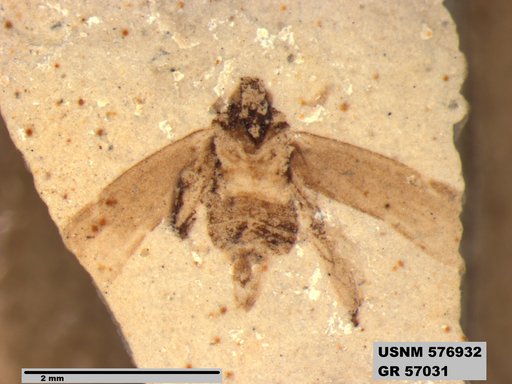 Genus sp