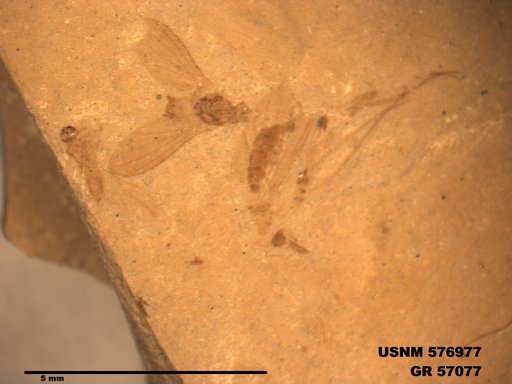 Insecta