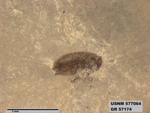 Insecta