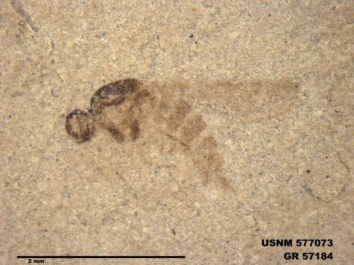 Insecta