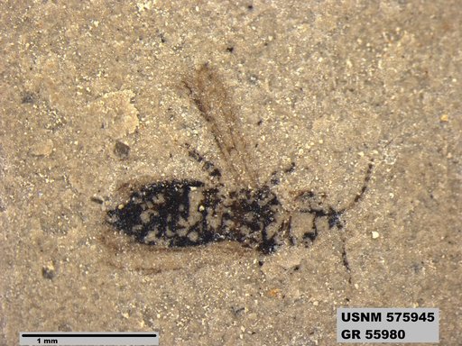 Insecta