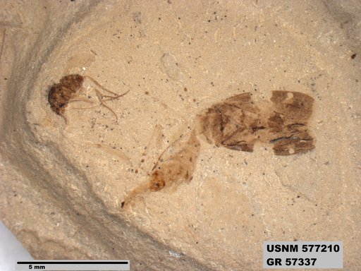 Genus sp
