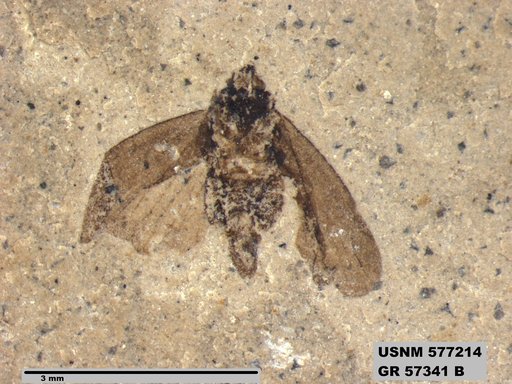 Genus sp