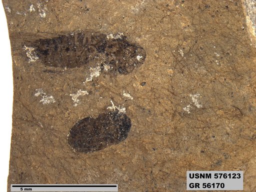 Insecta