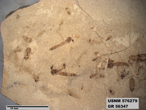 Genus sp