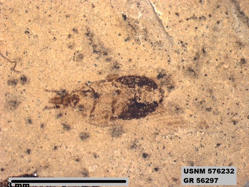 Insecta