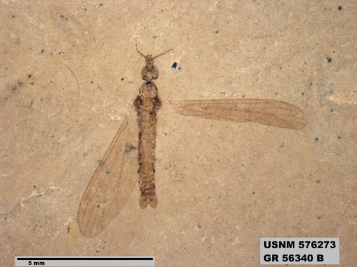 Insecta