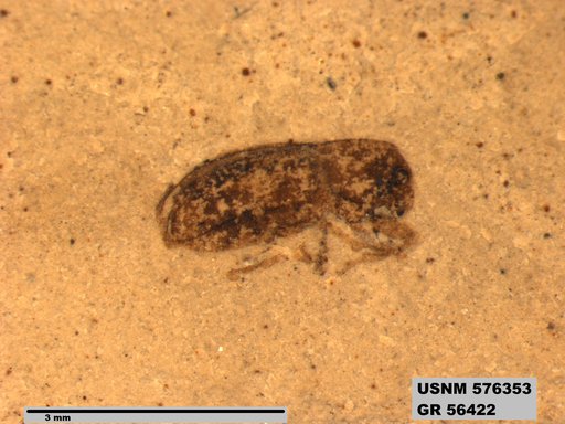 Insecta