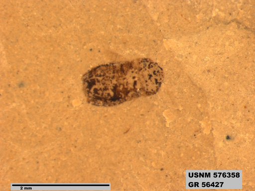Insecta