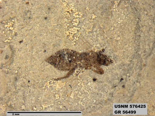 Genus sp