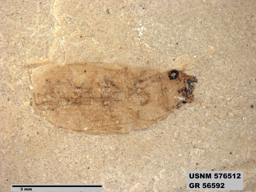 Insecta