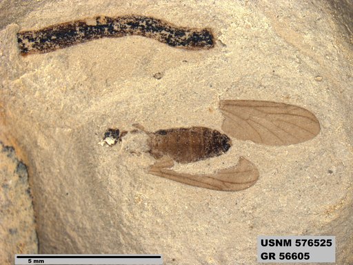 Insecta