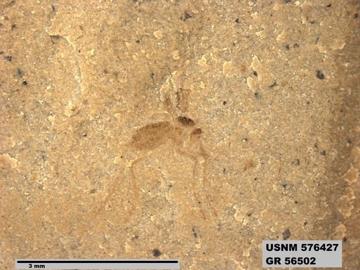 Insecta