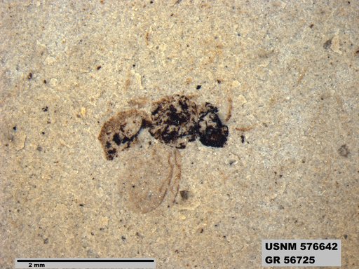 Insecta