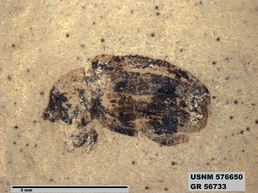 Insecta