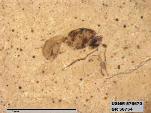 Insecta