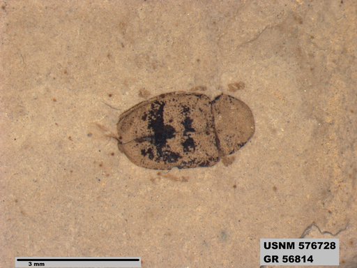 Insecta