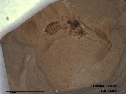 Insecta