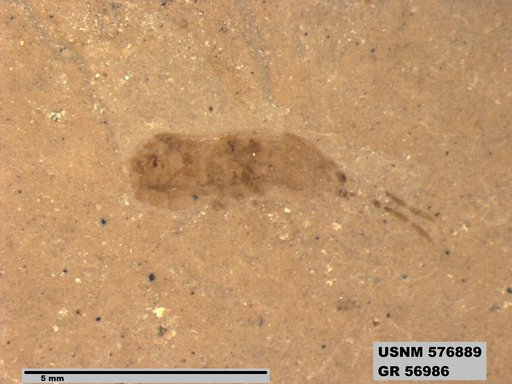 Genus sp