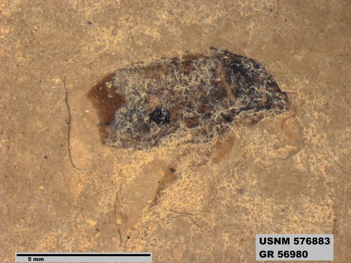 Insecta