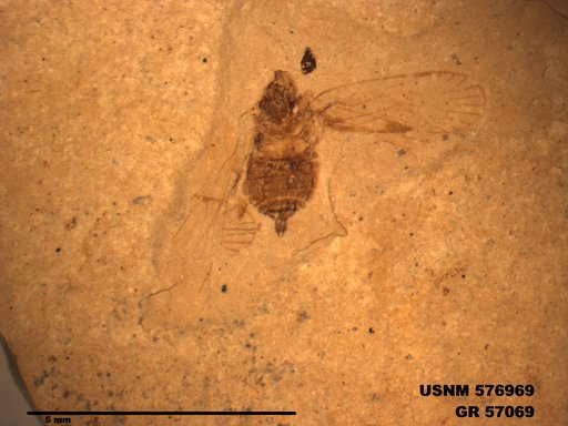 Genus sp