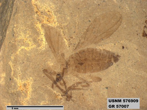 Insecta