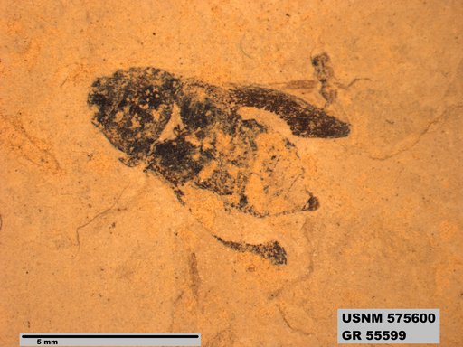 Genus sp
