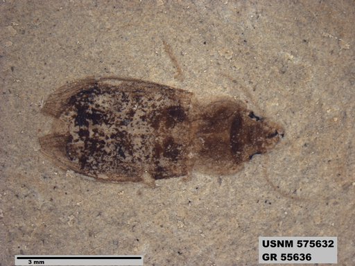 Insecta