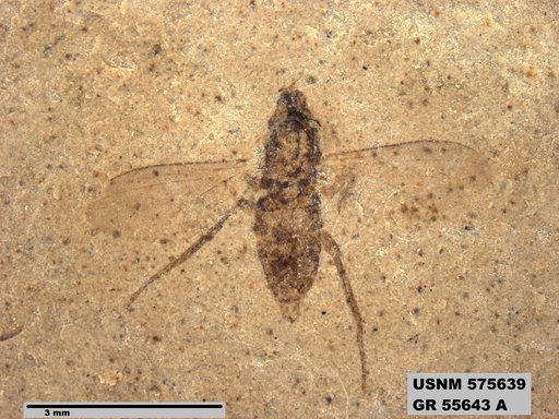 Insecta